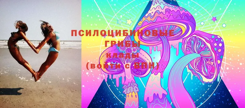 Псилоцибиновые грибы Cubensis Копейск